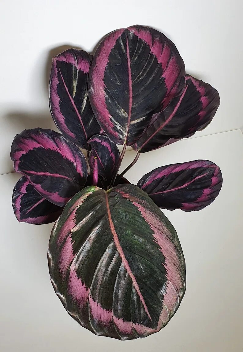 Калатея блэк принцесс. Калатея микс d12. Купить калатея розеопикта дотти в санкт-петербурге. Калатея розеопикта рози. Калатея дотти.