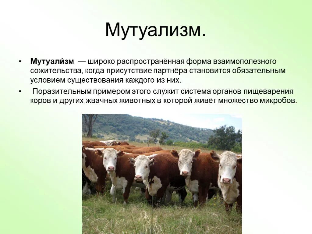 Широко распространенной формой