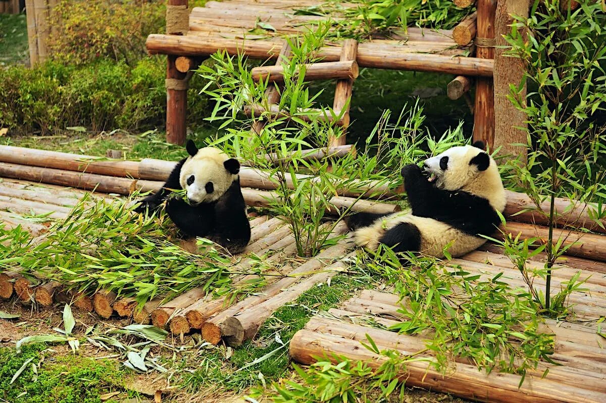 Чэнду Панда парк. Chengdu Panda Base. Заповедник панд в Чэнду. Китай Chengdu панды.