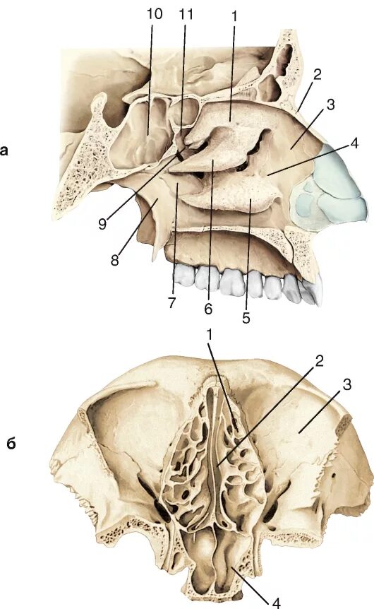 Полости в костях черепа. Решетчатая кость черепа анатомия. Латеральная стенка полости носа анатомия. Носовая полость кость анатомия. Носовая полость анатомия череп.