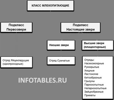 Класс млекопитающие подклассы