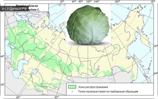 Е карту капуста. Крестоцветные капуста белокочанная. Зоны возделывания капусты. География возделывания капусты. Ареал семейства капустные.