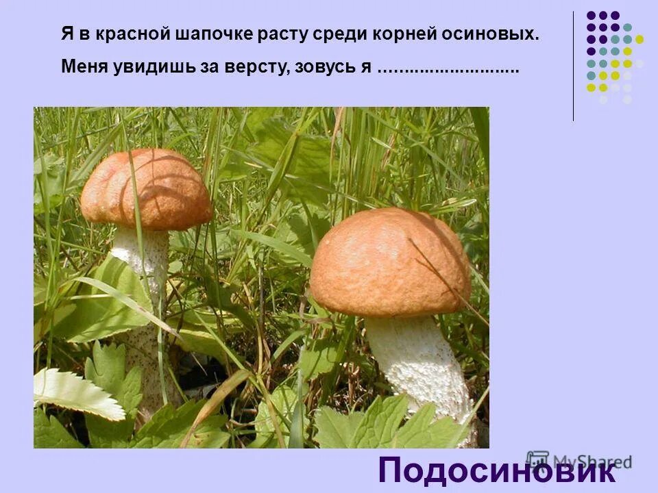 стих в поле расту гребник подосиновичек я. осин корень приставка и суффикс. я в красной шапочке расту среди корней осиновых меня. под осинами на кочке гриб в малиновом платочке. загадки про грибы.