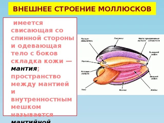 Полость тела двустворчатых