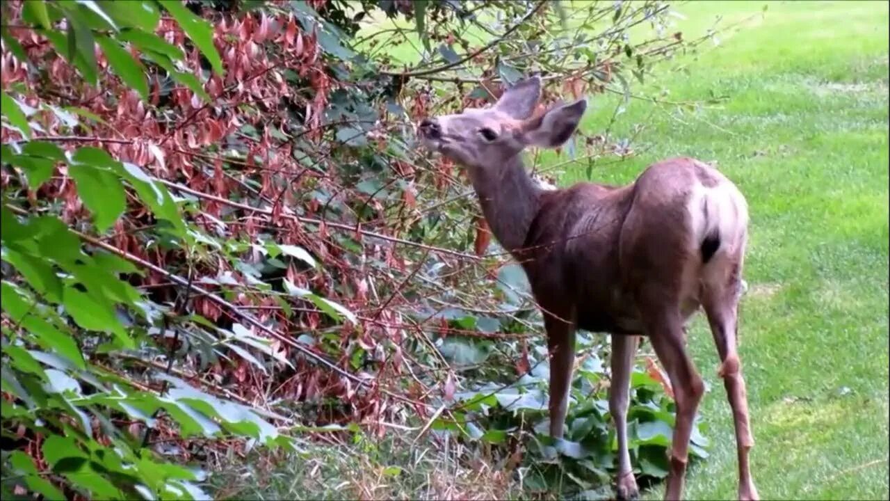 Ревущий олень зимой ночью. Видео олений. Видео олений. Deer eating. Видео олений.