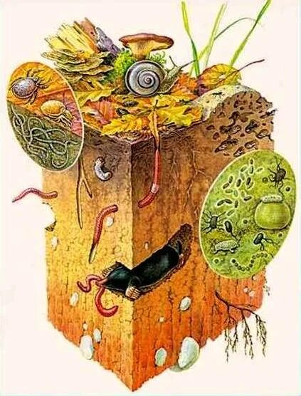 живые организмы населяющие почвенную среду жизни. обитатели почвенной среды примеры. среды обитние организмов. почвенная среда обитания растения. организмы почвенной среды обитания.