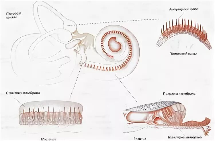 Рецепторы улитки. Волоски улитки. Волосковые клетки улитки в ухе. Слуховые волоски в ухе.