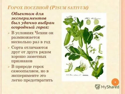 Размер гороха физика 7 класс