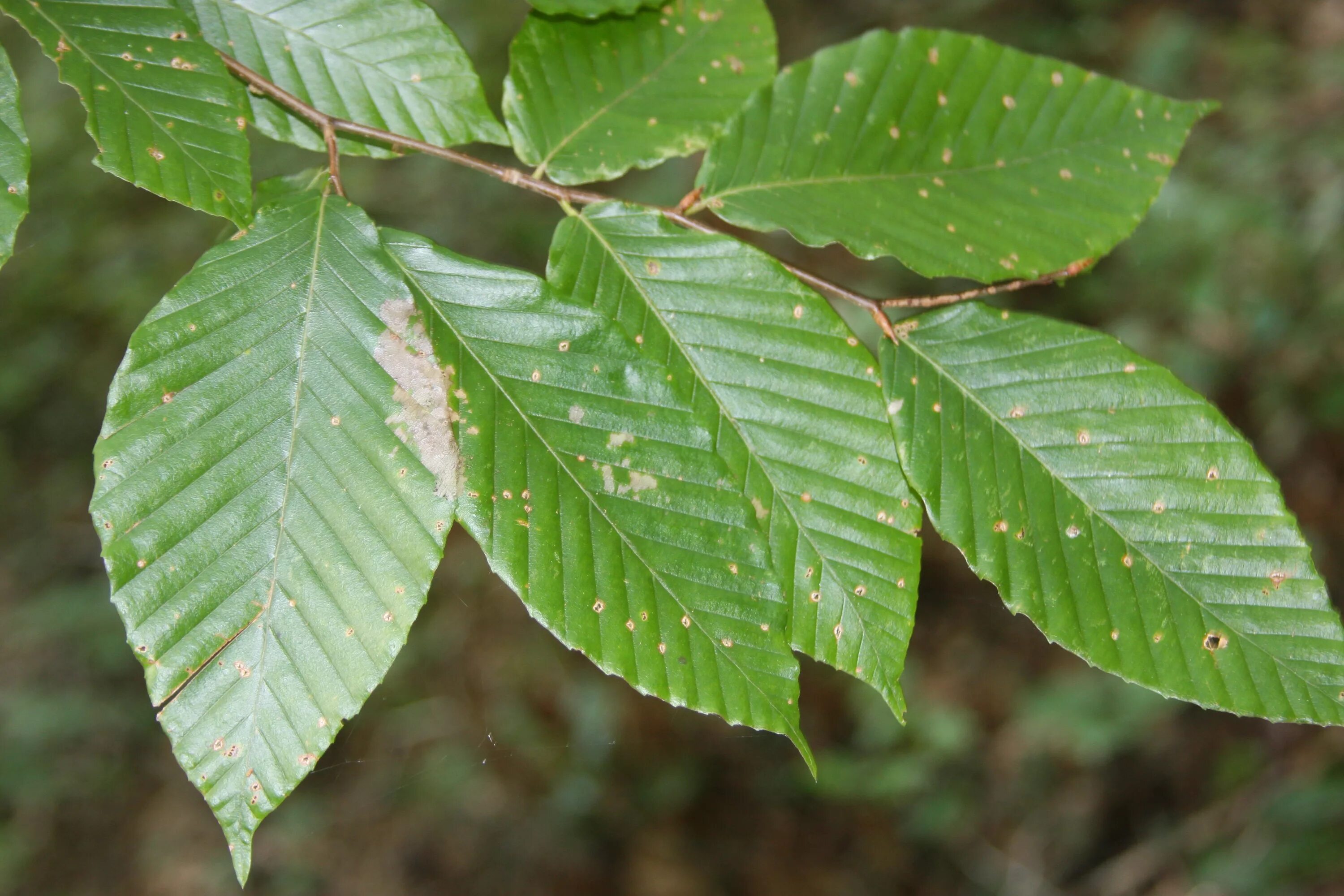 Все листья россии. Fagus grandifolia. Бук Лесной листья. Бук городчатый. Дерево с овальными листьями.