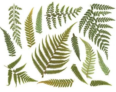 Fern art
