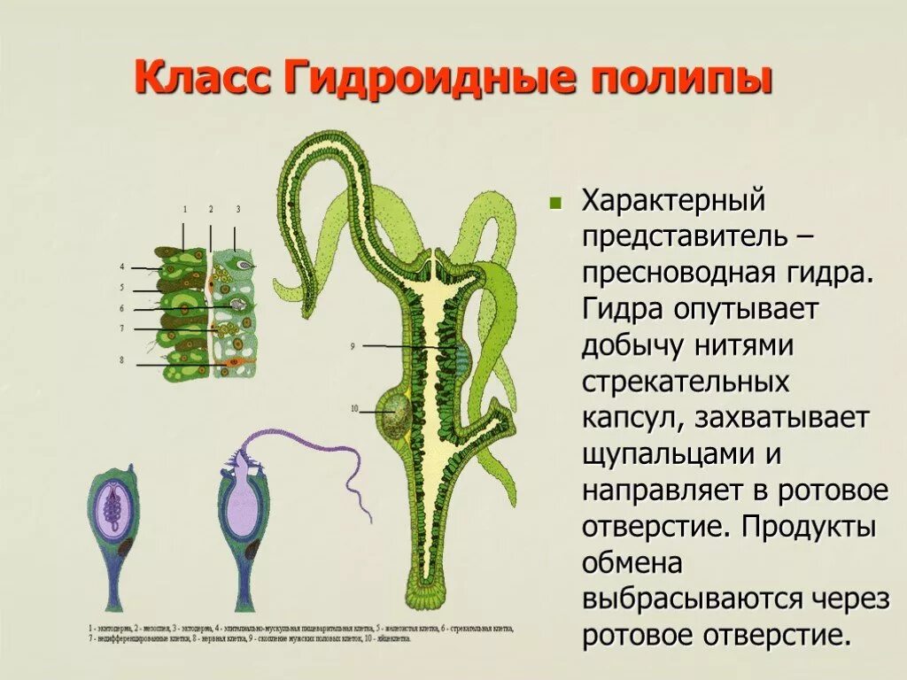 Стрекательные клетки находятся у гидры в. Пресноводный полип гидра строение. Питание гидроидных кишечнополостных. Выделительная система пресноводной гидры. Класс Гидроидные полипы строение.