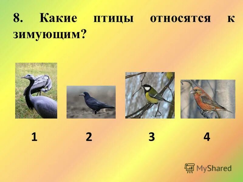 Гоацин пальцы. Гоацин пальцы на крыльях. Экологическая группа птицы леса. Какое животное не является птицей. Млекопитающие птицы.