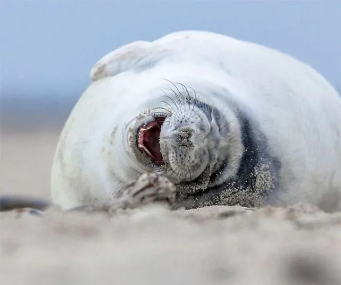 The little seal is laughing at us. Тюлень смеется. Морской котик смеется. Нерпа смеется. Смеющийся тюлень фото.