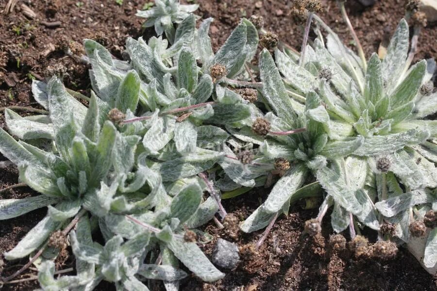 Подорожник большой. ). Снежный подорожник 7 букв. Снежный подорожник 7 букв. Plantago nivalis.