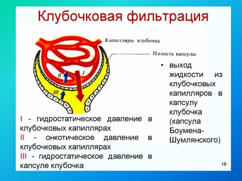 Высокое давление в капиллярном клубочке. Механизм клубочковой фильтрации схема. Схема клубочковой фильтрации почек. Клубочковая фильтрация почек. Механизм клубочковой фильтрации почек.