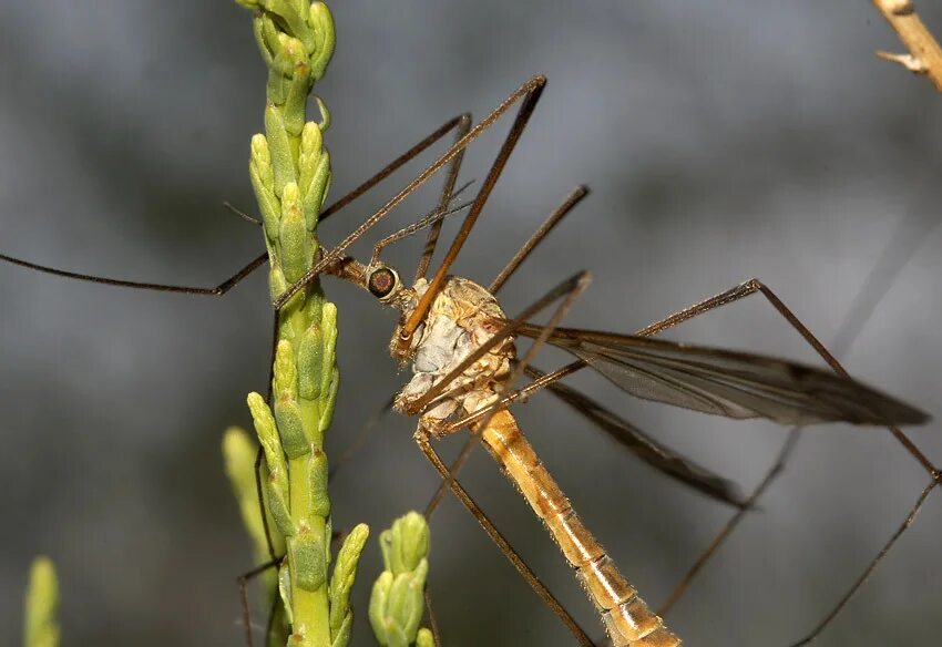 Комар большой как называется с длинными. Комар долгоножка. Малярийный комар долгоножка. Карамора комар долгоножка. Долгоножка насекомое.