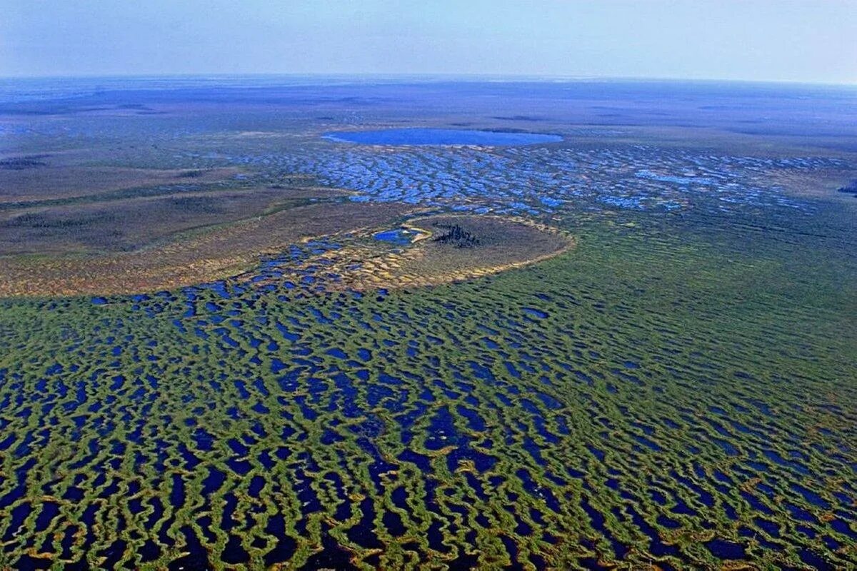 В исследованной воде из местного болота. Васюганские болота, Западная Сибирь. Болото Васюган. Большое Васюганское болото. Васюганские болота Томск.