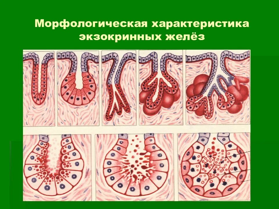 Железистый эпителий голокриновый. Экзокринные железы классификация гистология. Железистый эпителий экзокринные железы. Многоклеточные экзокринные железы. Экзокринные железы выводные протоки