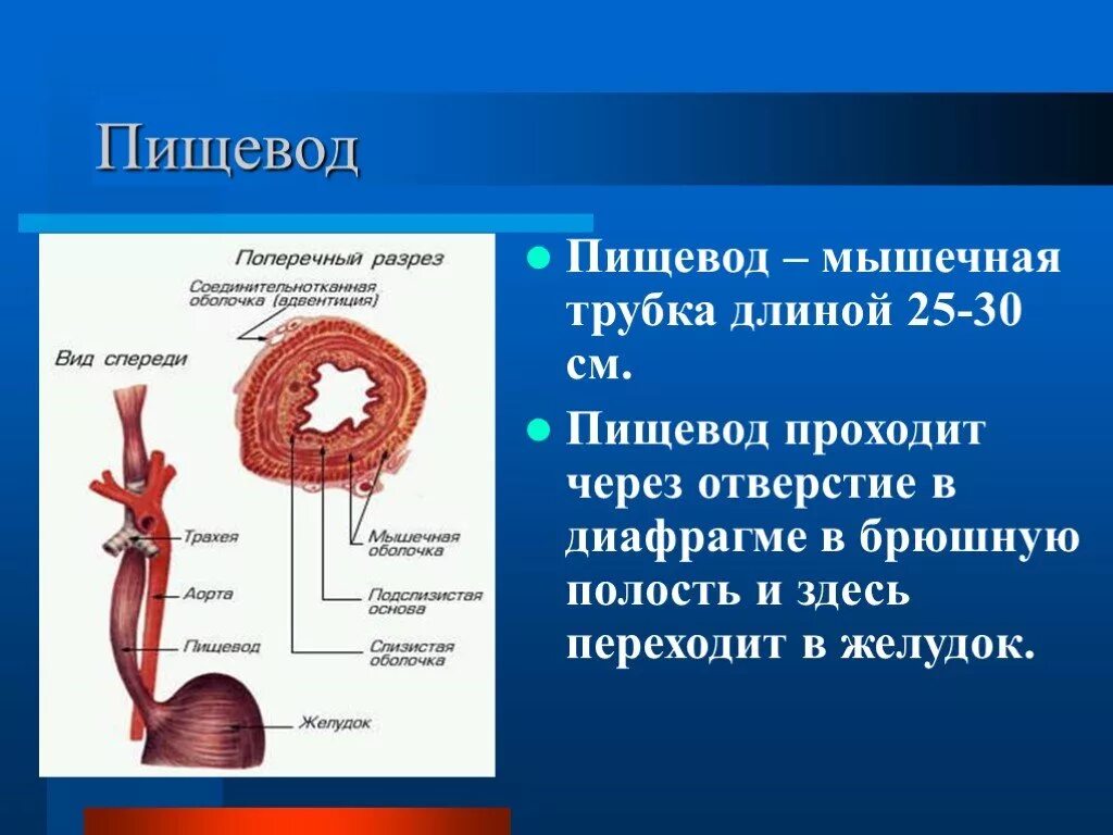 Пищевод в какой полости