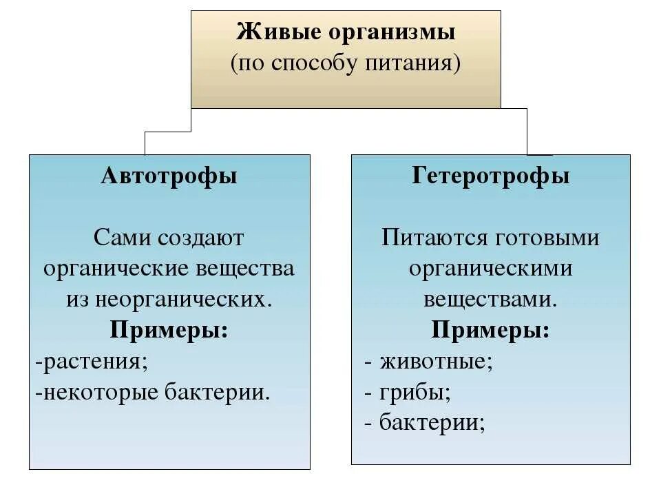 Тип питания автотрофный или гетеротрофный. Типы питания гетеротрофы. Автотрофы и гетеротрофы. Автотроыныц и гетеротроыный Тип питание.