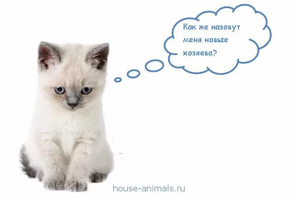 Кошка зовут девочка