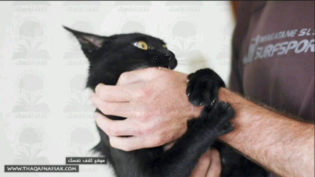 Укус пальца кошкой. Кот вцепился в руку. Черный кот кусается. Черный кот кусает руку. Черные котята кусаются.