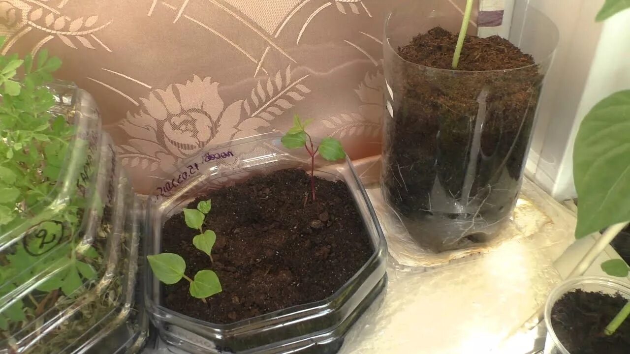 Девичий виноград пятилисточковый лиана. Черенковать девичий виноград. Всходы винограда. Виноград девичий пятилисточковый дон жуан. Виноград девичий нептун.