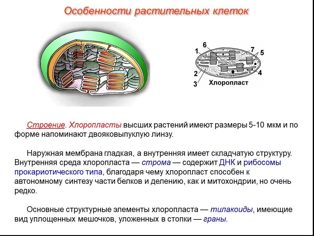 Хлоропласты имеют мембраны. Хлоропласты строение и функции. Строение растительной клетки 6 класс биология пластиды. Особенности строения хлоропластов.