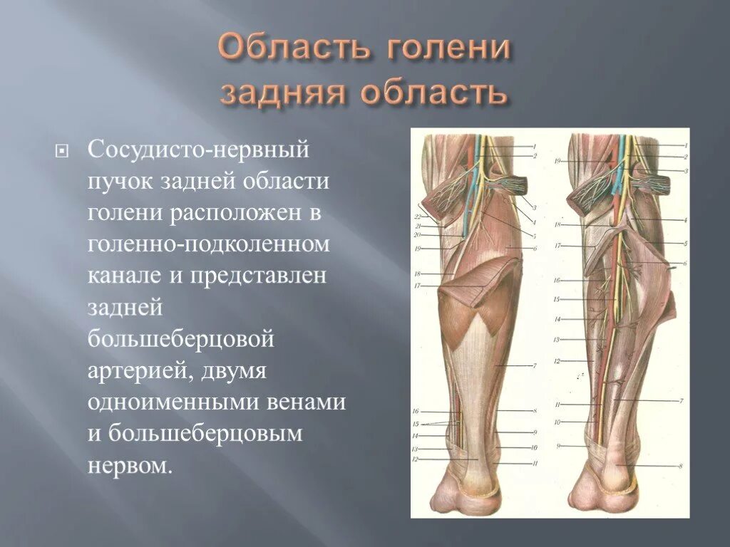 Области нижней конечности. Малоберцовый нерв на голени. Задняя большеберцовая Вена топографическая анатомия. Мышцы голени топографическая анатомия. Канал Пирогова на голени.