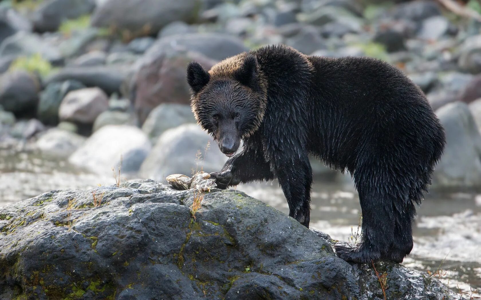 Bear stone. Апеннинский бурый медведь. Бурый медведь Таганай. Каменный медведь. Бурый медведь на Камне.