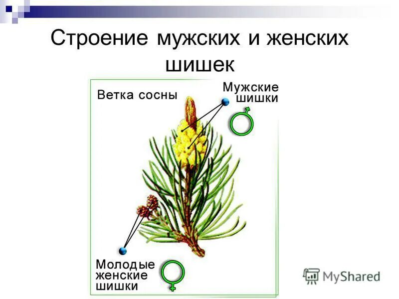 Схема опыления хвойных. Строение шишки голосеменных растений рисунок. Мужская шишка голосеменных растений строение. Строение шишки сосны. Женская шишка голосеменных растений.