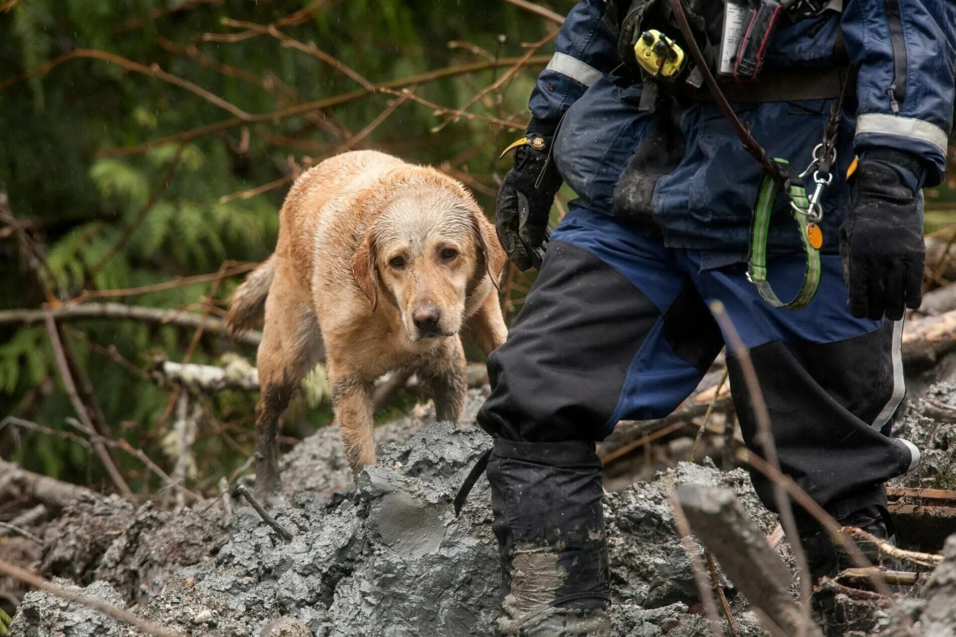 Поисково спасательные собаки. Собаки спасатели МЧС. Поисковые собаки МЧС.