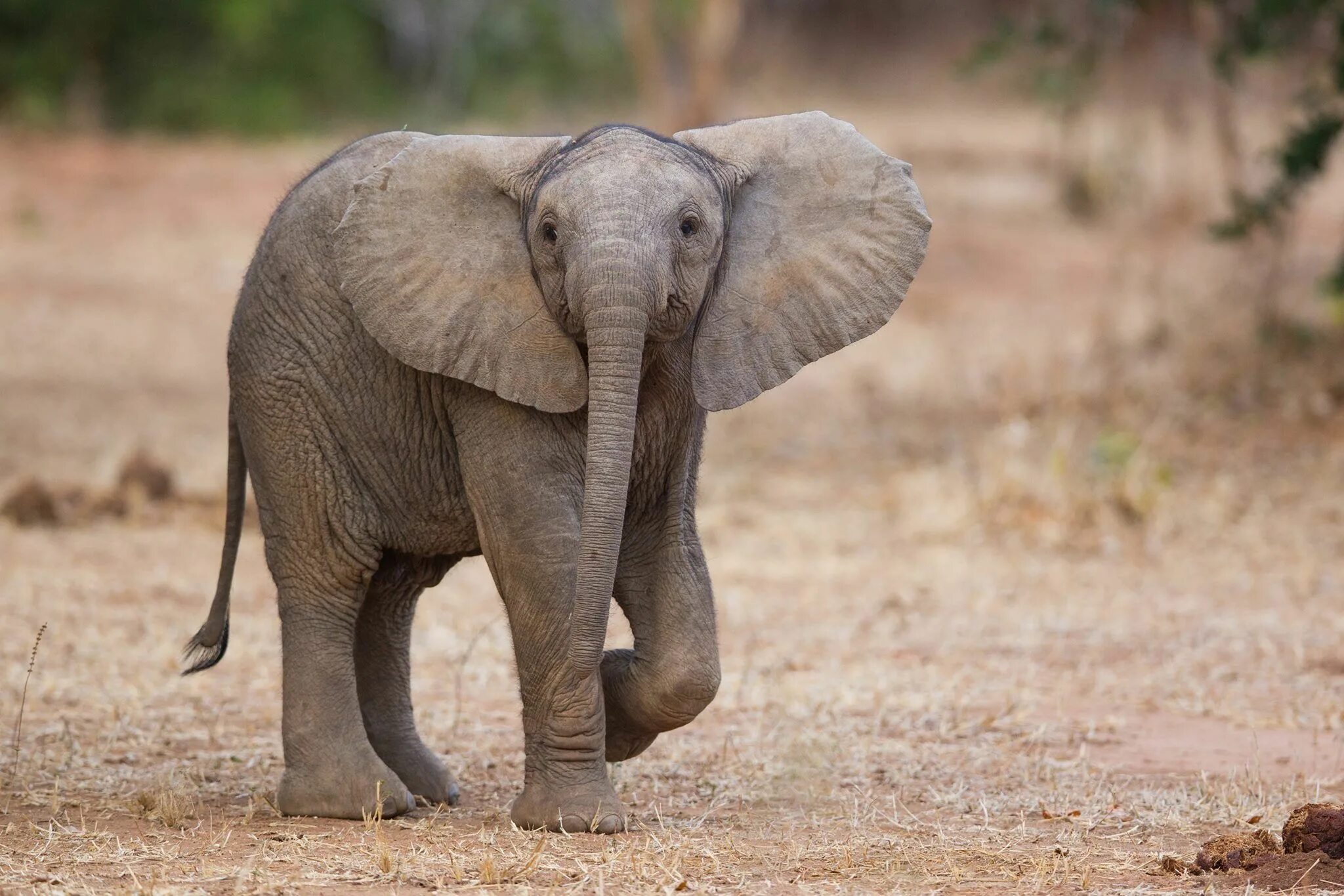 Животные апил. Baby Elephant walk. Meet the animals. Walk animals.