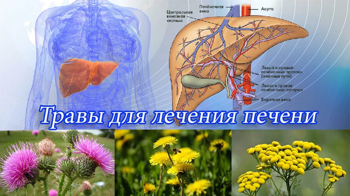 Лучшие травы для печени. Травы для печени. Растения для печени. Лекарственные растения для печени. Лекарственные травы для печени.