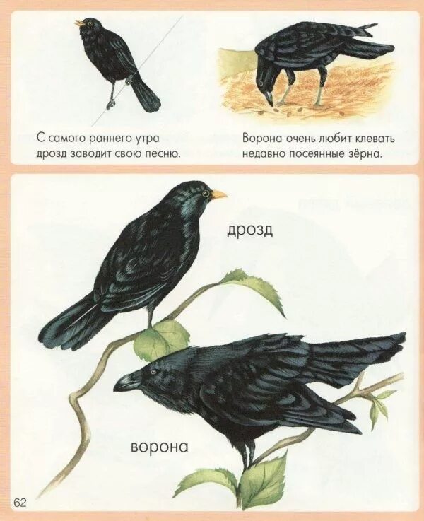 Ворона текст описание. Дрозд и ворона. ворон и ворона разница. отличие ворона от вороны.