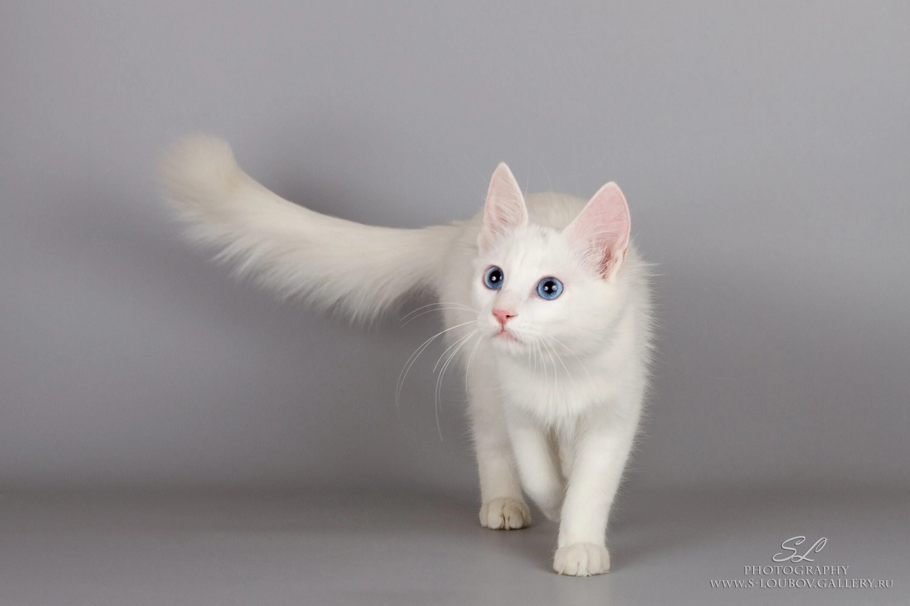 Турецкая ангора белая. Турецкая ангора кошка. Турецкая ангорская кошка. Белая ангорская кошка.