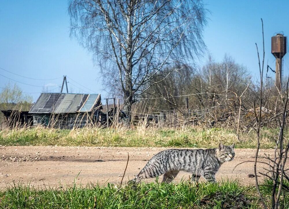 Село Котиково. Котиково Хабаровский край. Станция Котиково. Поселок Котиково Сахалинская область. Котиково вяземский район