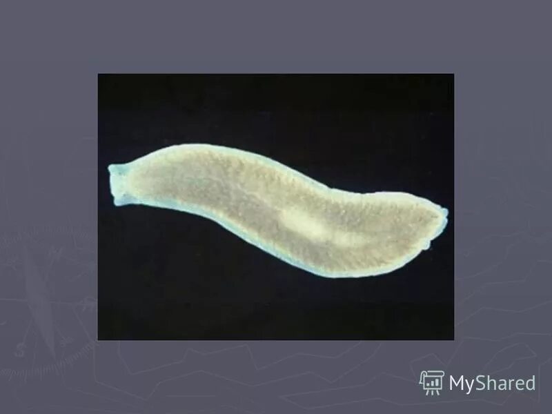 гельминты круглые черви. печеночный сосальщик. опасные плоские черви. ресничные черви паразиты человека. паразитические черви гельминты и глисты.