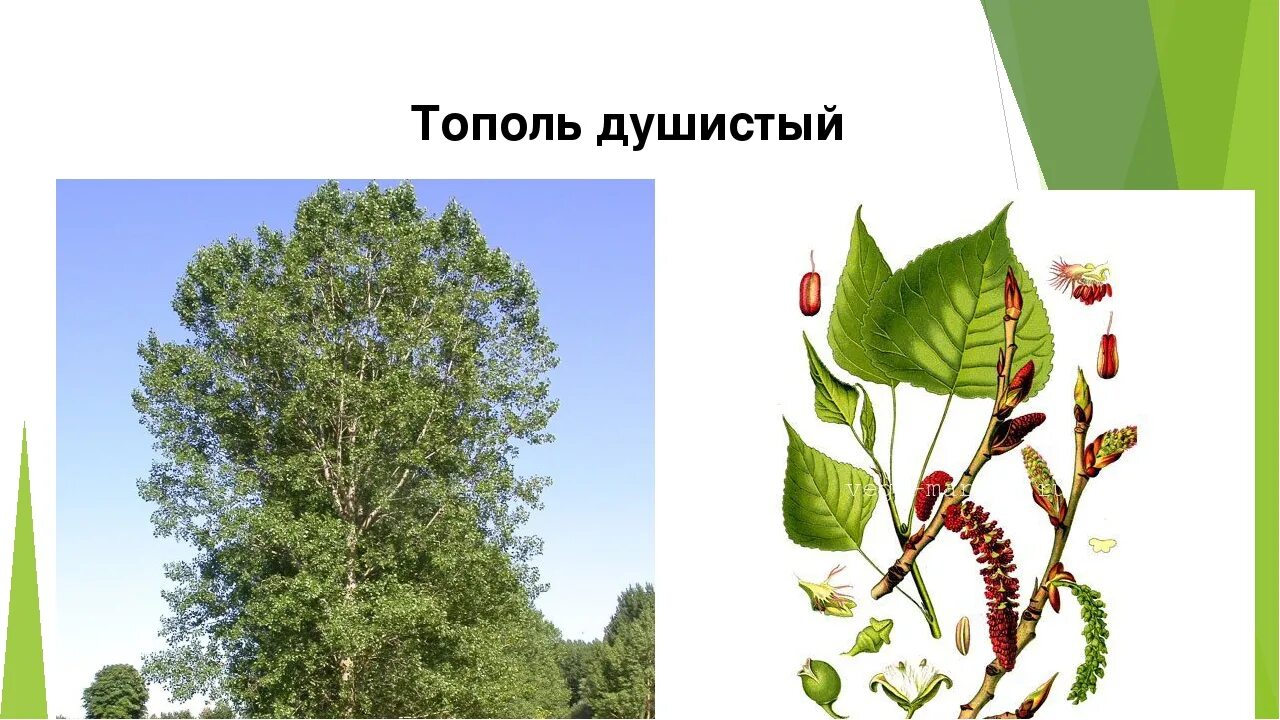 С какого дерева летит