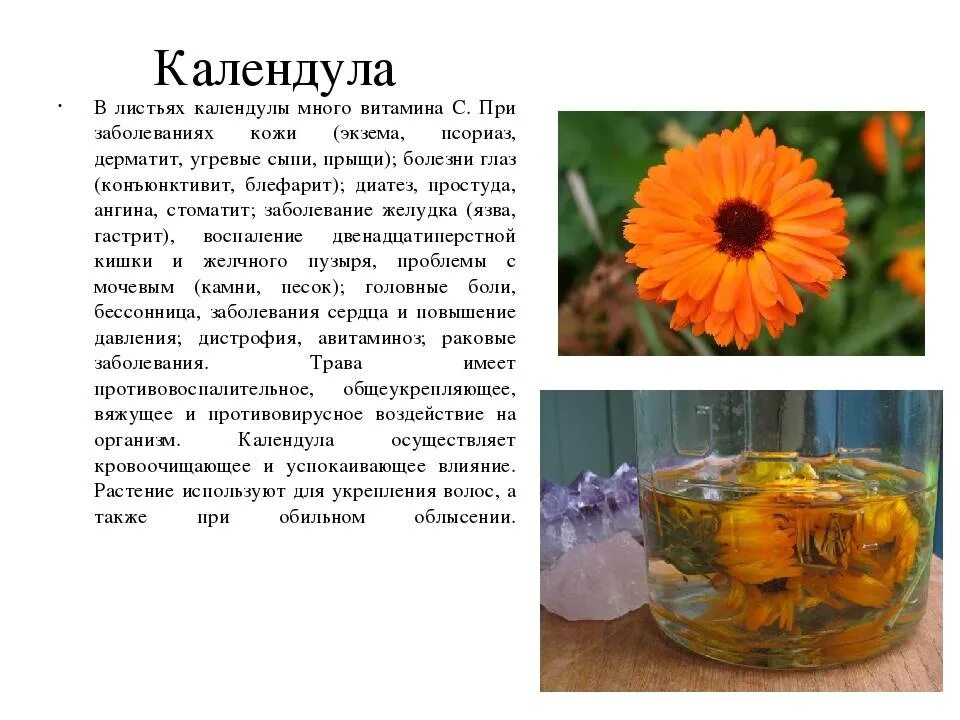 Цветки календулы для чего. Календула лекарственная (Calendula officinalis l.). Calendula officinalis препараты. Чем полезна календула. Характеристика цветка календула.