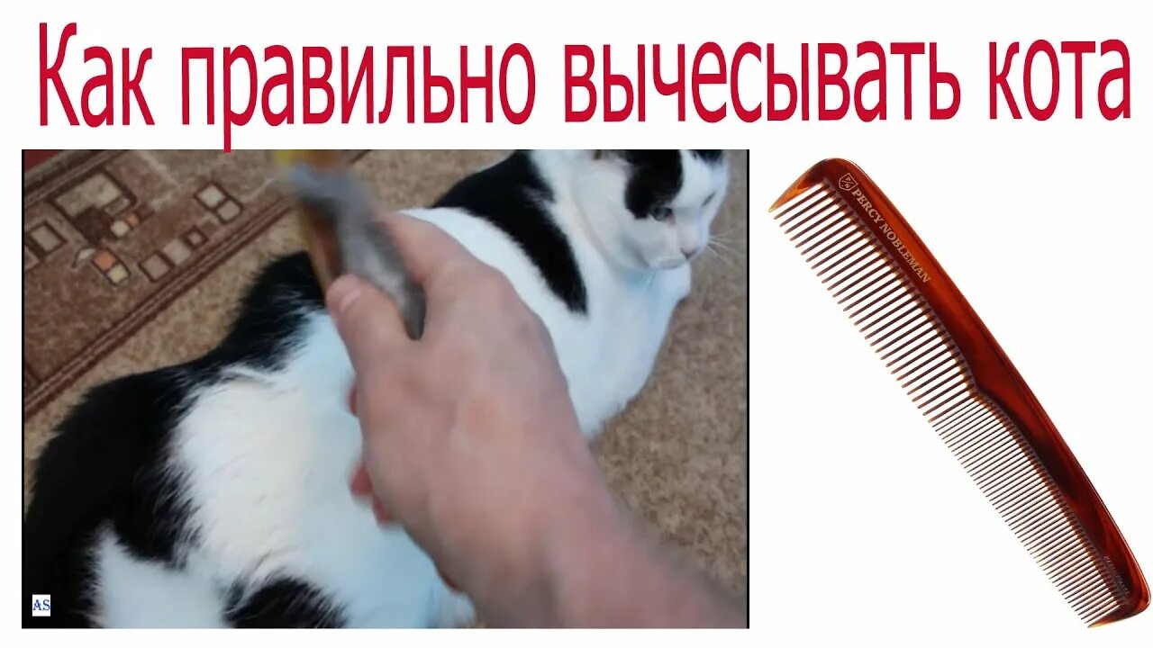 Как расчесать кота. Грумминг для кошек. Кошку расчесывают. Как правильно вычесывать кота. Для вычесывания шерсти у кошек фурминатор.