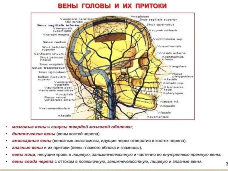 Отток головного мозга. Схема оттока венозной крови головы. Сосцевидная эмиссарная Вена. Пути оттока венозной крови от головного мозга. Эмиссарные вены головы топография.