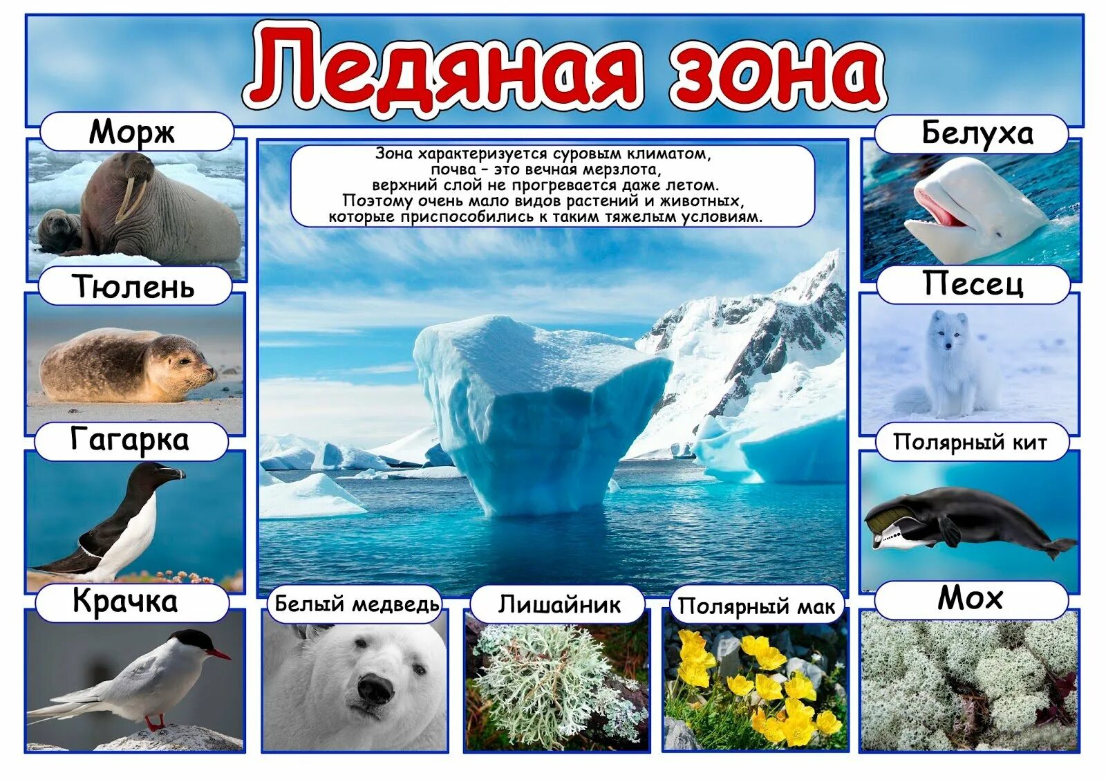 Природные зоны россии арктические пустыни животные. Животные ледяной зоны. Животные Арктики. Животные зоны Арктики. Арктические животные и растения.