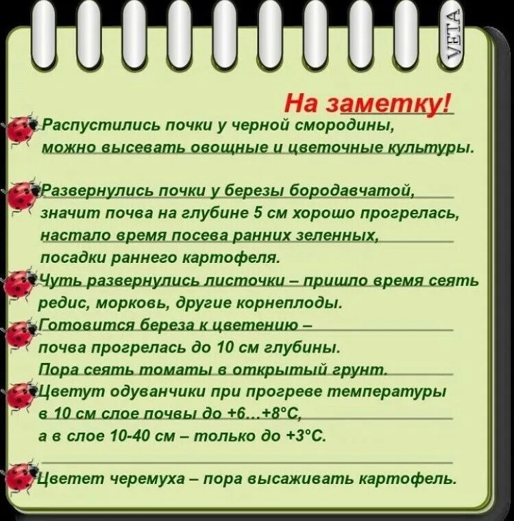 Дачники содержание
