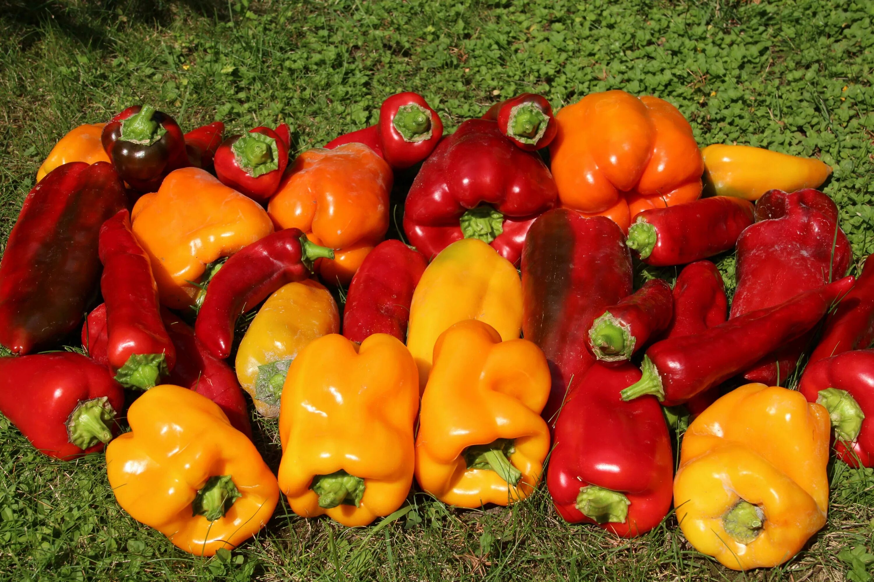 Перец сладкий гарнет f1. Перец сладкий фунтик-"манул". Перец сладкий сибиряк ф1. Перец сладкий притавит f1 7шт. Перец сладкий севилья f1.