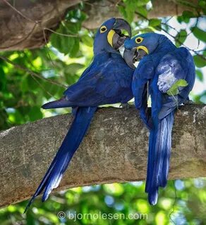 Macaws doors