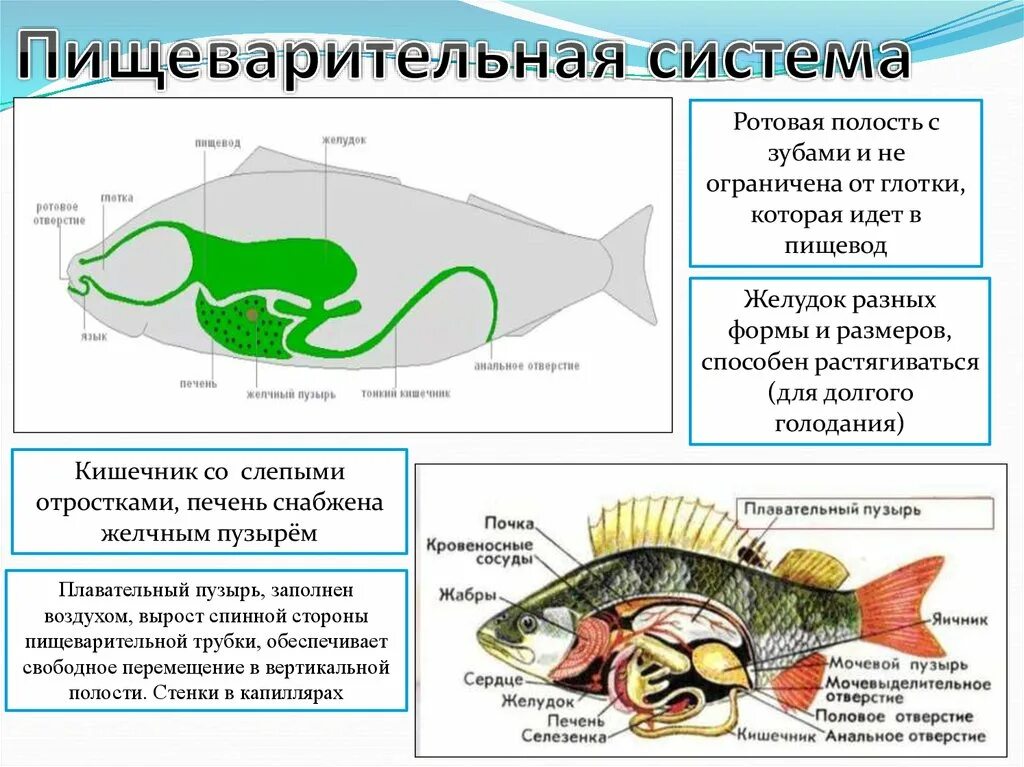 Надкласс рыбы пищеварительная система. Внутреннее строение рыбы. Строение рыбы 7 класс. Пищеварительная система рыб 7 класс.