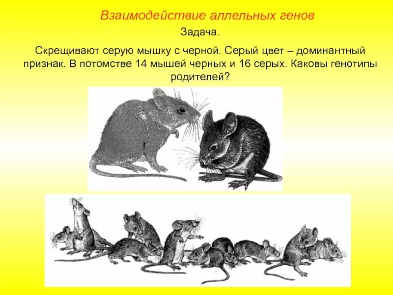 Доминантный мышь. Доминантные признаки мыши. Окраска мышей. Скрещивание мышей. Скрещивали мышей с извитой шерстью нормальной