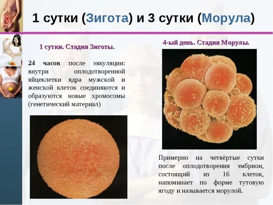 Где образуется зигота. Стадии развития зародыша морула. Зигота морула. Морула это в эмбриологии. Морула это зародыш на стадии.