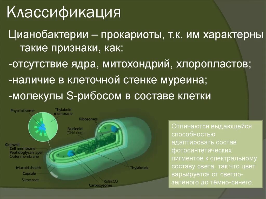 Функции цианобактерий. Цианобактерии прокариоты. цианобактерии хлоропласты. фотосинтез цианобактерий.